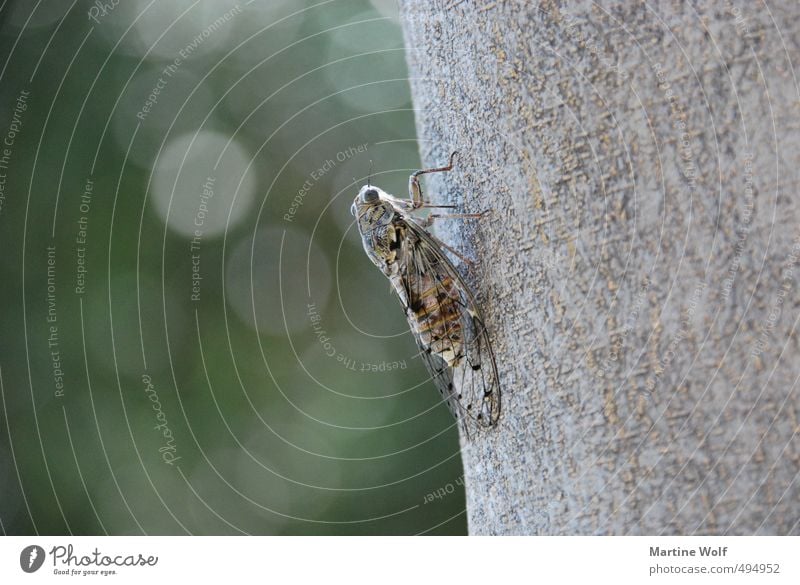 Zikade Tier Italien Kalabrien Europa 1 Natur zirpen Baumstamm Farbfoto Gedeckte Farben Außenaufnahme Makroaufnahme Menschenleer Textfreiraum links