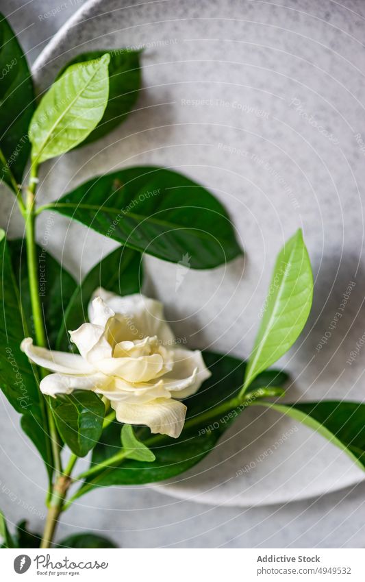 Zarte weiße Blume auf Keramiktellern auf dem Tisch platziert Roséwein Pflanze elegant Gardenia jasminoides Blütenblatt Kamelie Dekor Flora Floristik filigran