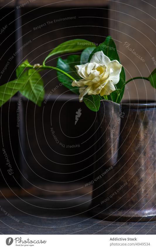 Zarte weiße Blume im Vintage-Metalltopf Roséwein Topf Blütenblatt sanft Blatt frisch Pflanze Flora filigran bügeln Farbe Gardenia jasminoides altehrwürdig