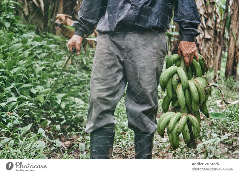 Anonymer Mann mit Bananen inmitten von Bäumen Landwirt Spaziergang Baum Ernte Arbeit Sommer Landschaft Ackerbau männlich hispanisch ethnisch Frucht Haufen