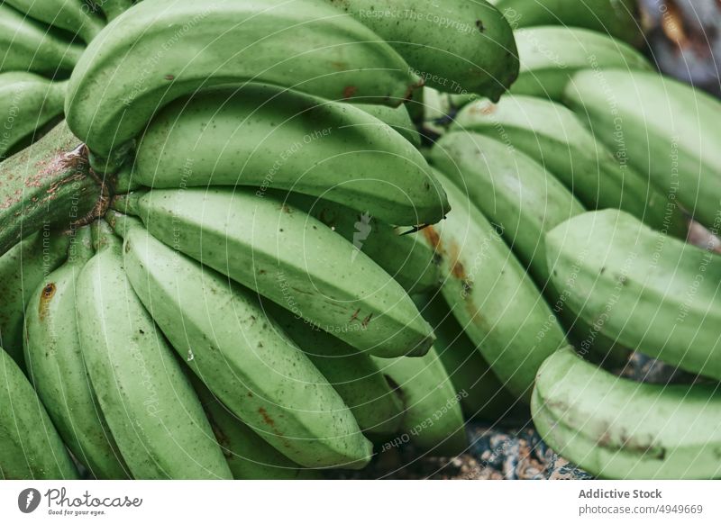 Unreife Bananen bei der Reifung im Betrieb Haufen reifen unreif Bauernhof Frucht Ackerbau lokal Hintergrund Costa Rica grün gelb organisch Vitamin natürlich