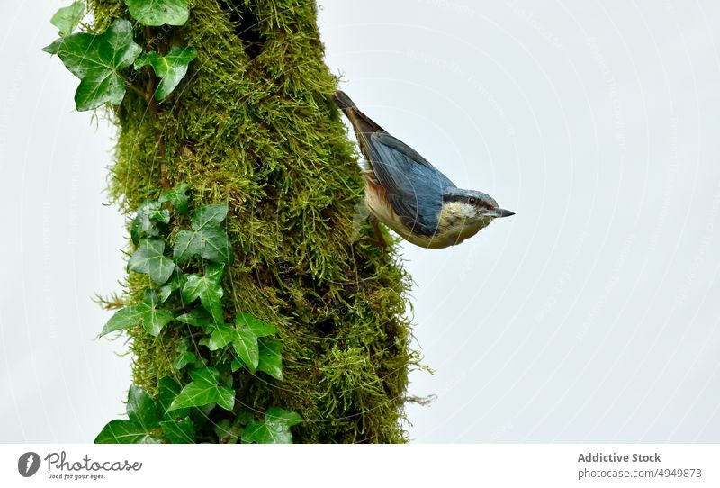 Kleiber auf bemoostem Baum Vogel Moos Kofferraum Natur Fauna Bargeld Sommer hängen Biologie Ornithologie Tier wild Kreatur Ökosystem Lebensraum Tierwelt