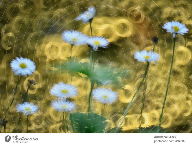 Gänseblümchen blüht im Sommer Blume allgemein Landschaft Morgen mehrjährig frisch Hintergrund Bellis perennis Wachstum Pflanze Flora friedlich filigran Blüte