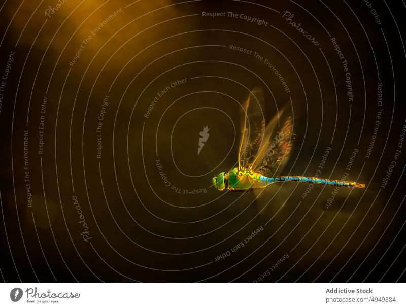 Libelle fliegt auf dunklem Hintergrund Fliege Natur wild Insekt Bargeld farbenfroh Fauna Sommer Flügel durchsichtig Biologie Lebensraum dunkel Umwelt klein