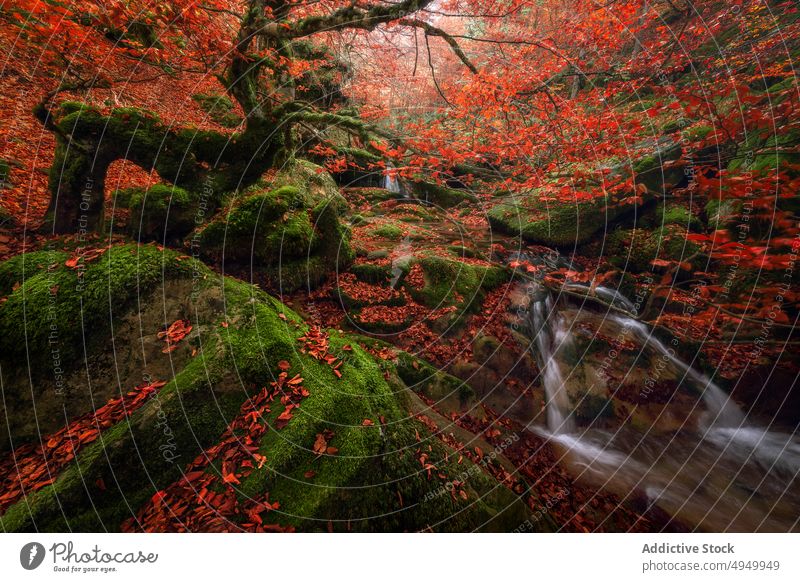 Kleiner Wasserfall an einem Herbsttag im Wald Kaskade Teich Buchsbaum Baum Felsen Moos Ufer argovejo Spanien Blatt fallen strömen hell Stein Natur Landschaft