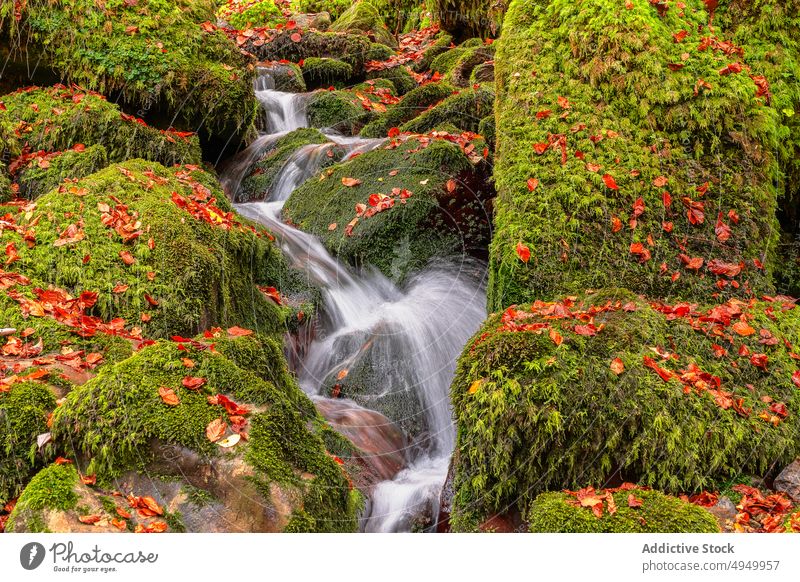 Sauberes Wasser fließt auf moosbewachsenen Steinen Bach Moos Sauberkeit Herbst Blatt Deckung schnell fließen argovejo Spanien Flechten Felsen malerisch Saison