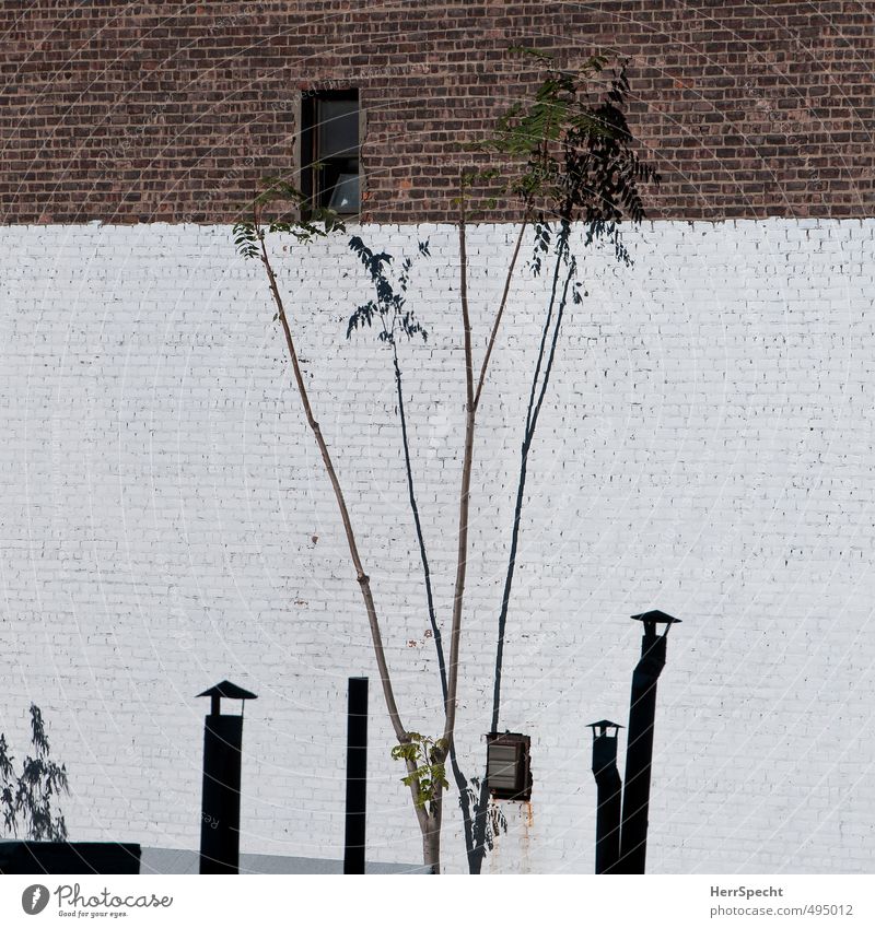 Dachgarten Pflanze Baum New York City Gebäude Mauer Wand Schornstein dünn trist armseelig Baumstamm hochgewachsen aufstrebend Backsteinwand Farbfoto