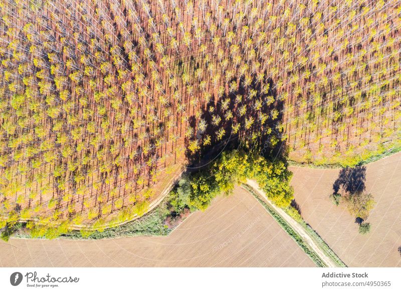 Szenische Drohnenansicht von Baumreihen auf dem Land im Sonnenlicht Feld Landschaft Hintergrund abstrakt Reihe Natur Schonung Pflanze Flora Umwelt malerisch