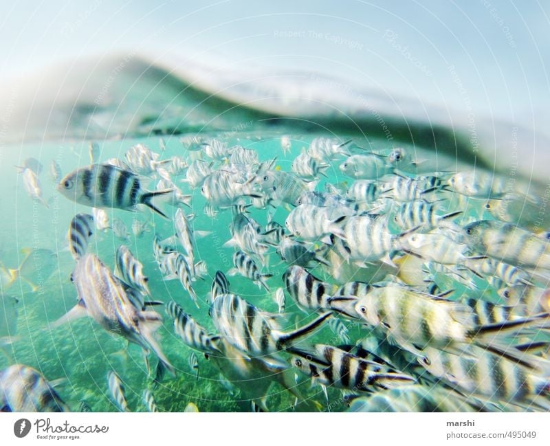 zwei Welten Wassersport Natur Landschaft Pflanze Tier Sommer Küste Riff Korallenriff Meer Wildtier Fisch Tiergruppe Schwarm blau Fischschwarm Schwimmen & Baden