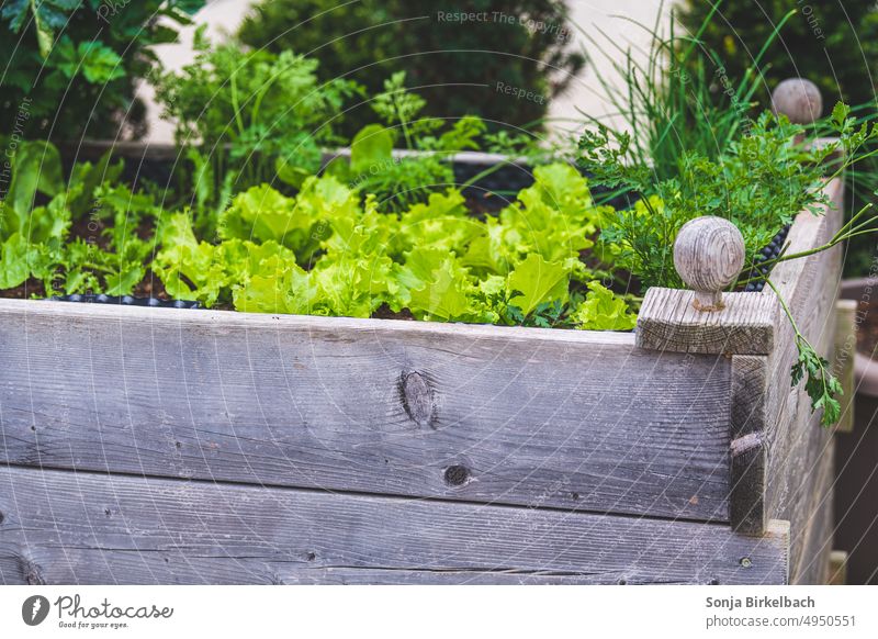 Salat im Hochbeet - gesunde Ernährung Garten Anbau grün Gemüse Pflanze Lebensmittel Natur Bioprodukte Nutzpflanze Wachstum hochbeet Kräuter frisch