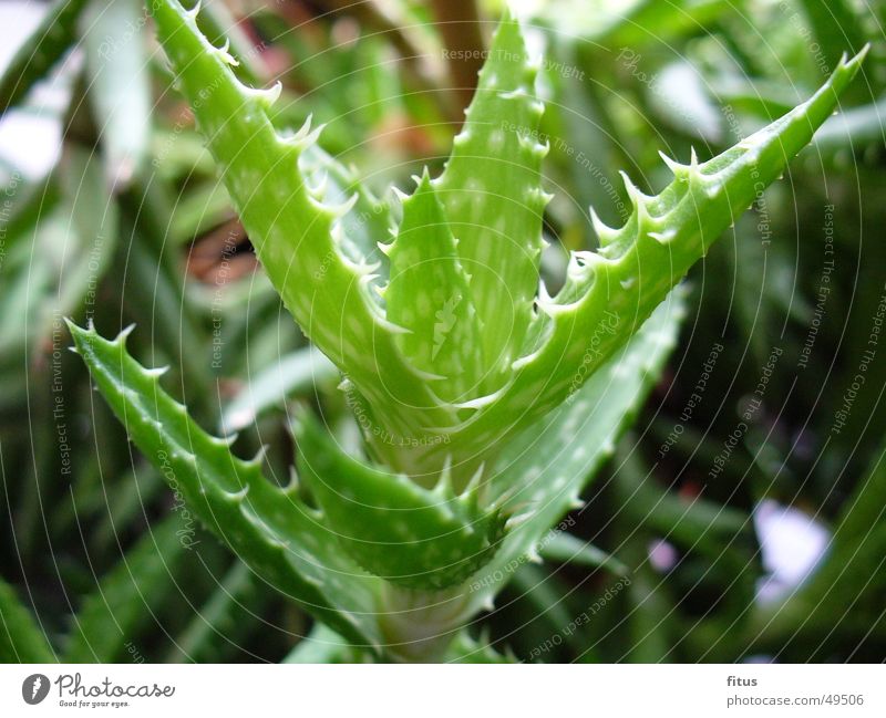 Stachelblume Pflanze Kaktus Fenster Fensterbrett Natur