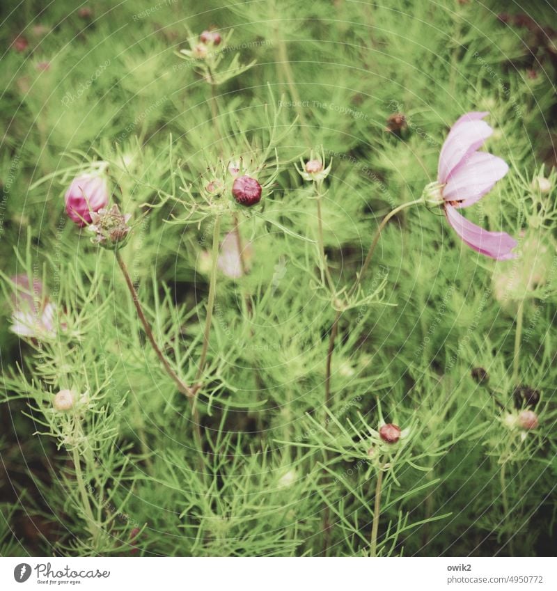 Grünzeug Cosmea Cosmeablüte Schmuckkörbchen Blühend Sträucher Blüte Leidenschaft Wildpflanze Sommer Idylle Leichtigkeit Schönes Wetter Farbfoto Sonnenlicht