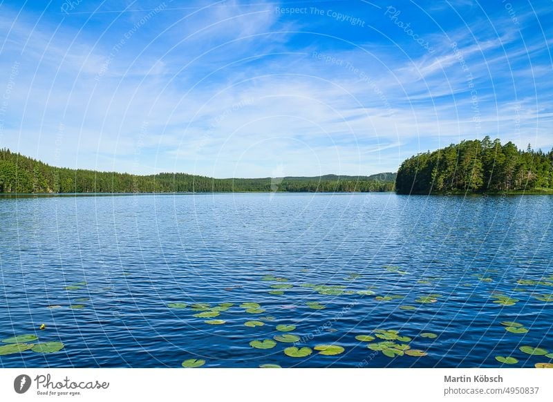 an einem See in Schweden in Smalland. Seerosenfeld, blaues Wasser, sonniger Himmel, Wälder kleinund Wald Urlaub Erholung reisen Natur Sommer friedlich