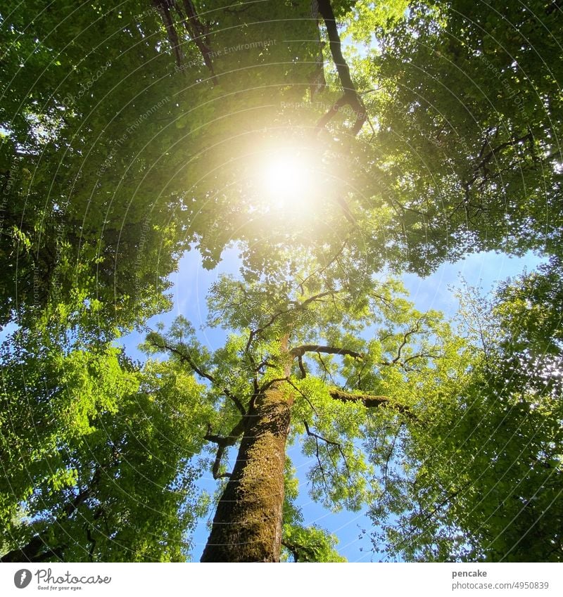 pflege | sonnenbad im wald Bäume Sonne Sonnenbad Wald Natur Sonnenlicht Landschaft Baum Licht Gegenlicht Sonnenstrahlen Erholung Pflege Froschperspektive