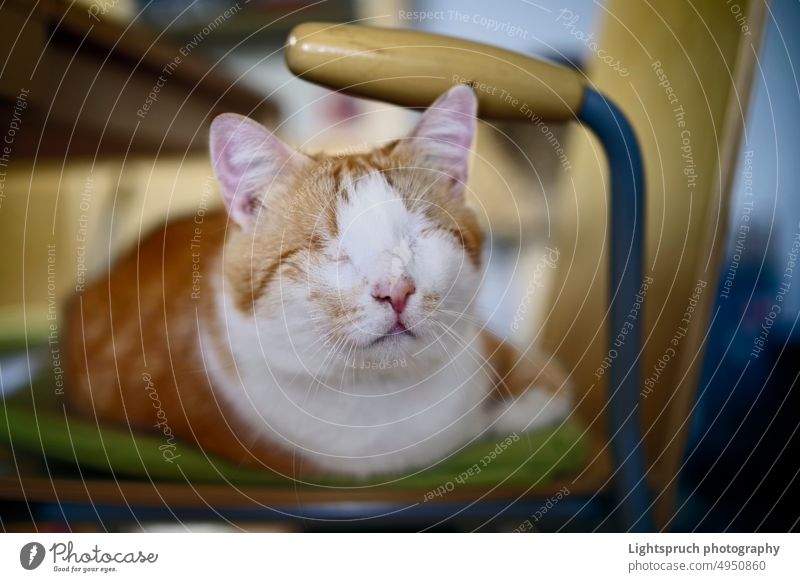Blinde Katze entspannt sich auf dem Stuhl. heimisch blind Haus Interieur Behinderung blindes Haustier Blindheit körperliche Beeinträchtigung Körperverletzung