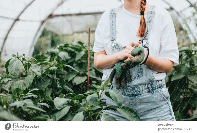 Close up image woman hands getting ready gloves to work in greenhouse while using gloves to grow vegetables. Nachhaltigkeit und gesundes Essen Konzept. Bio-Öko. Bio-Rohprodukte auf einem heimischen Bauernhof angebaut