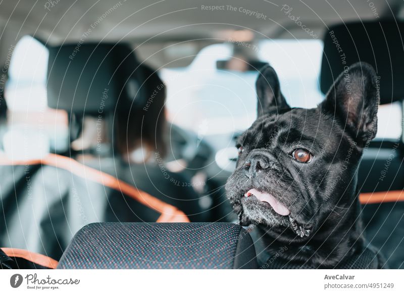 Lustige französische Bulldogge Hund wartet auf das Auto bereit für einen Spaziergang, Porträt-Bild. Haustier-Konzept. Die Pflege des Mannes bester Freund. Frau nimmt seinen Hund zu einem Spaziergang an einem sonnigen Tag. Lustige Hunderasse