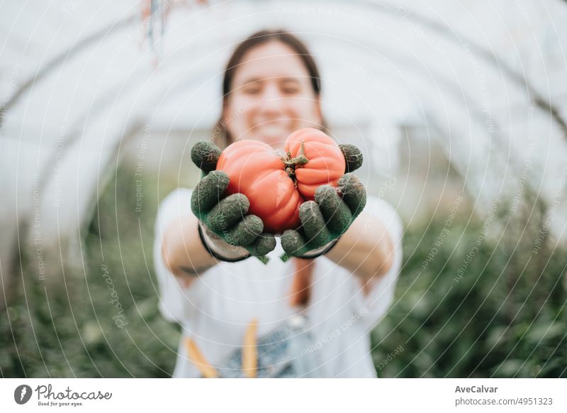 Junge Frau bei der Ernte von frischem Tomatengemüse aus dem Gewächshaus, während sie Handschuhe trägt und in die Kamera zeigt. Konzept der Nachhaltigkeit und gesunden Ernährung. Biologische Rohprodukte, die auf einem heimischen Bauernhof angebaut werden