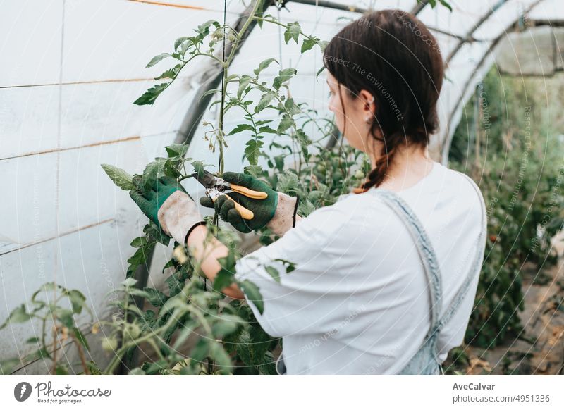 Junge Frau, die frisches Gemüse aus dem Gewächshaus erntet, während sie Handschuhe benutzt, um Gemüse anzubauen. Konzept für Nachhaltigkeit und gesunde Ernährung. Bio-Öko. Bio-Rohprodukte aus eigenem Anbau