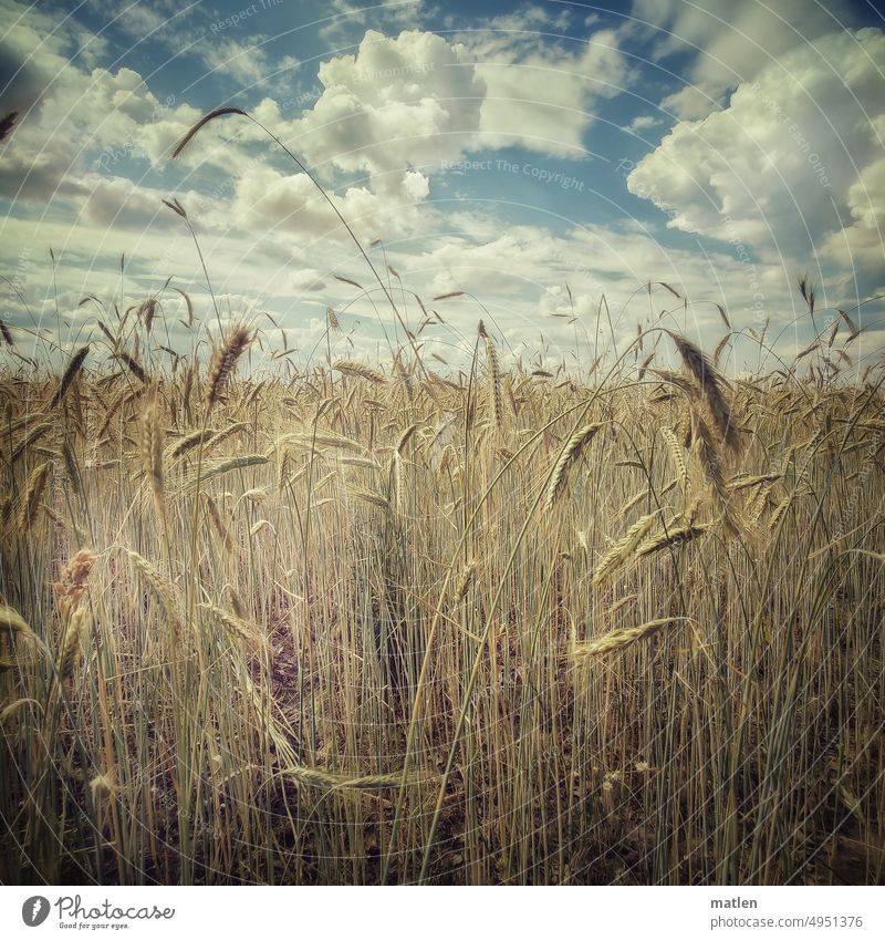 Getreidefeld Feld Himme Wolken schönes Wetter Sommer Nutzpflanze Menschenleer Außenaufnahme