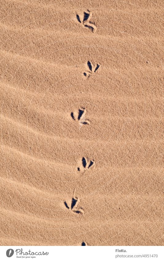 Vogelspuren im Sand Textur Hintergrund Strand Sandstrand Strandsand Struktur Sandkörner Natur Sommer Küste Außenaufnahme Meer Ferien & Urlaub & Reisen Erholung