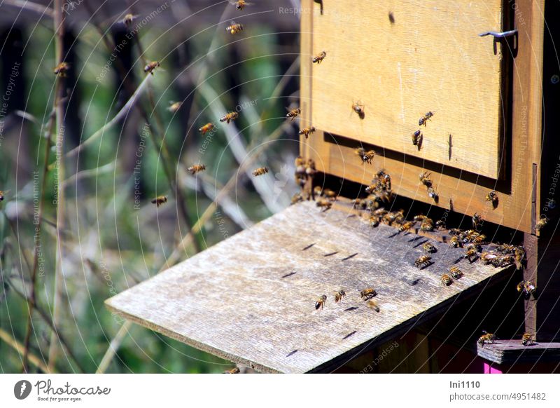 Bienenkasten Holzkasten Bienenkiste Haltung Bienenzucht Pflege im Garten Tiere Insekten Honigbienen Bienenvolk fliegen Bestäuber Anflug Landung Gewimmel Sammler
