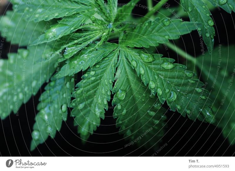 Hanfblätter mit Tropfen Canabis Pflanze Farbfoto Cannabis Rauschmittel Blatt Menschenleer Natur grün Alternativmedizin Nutzpflanze Cannabisblatt Medikament