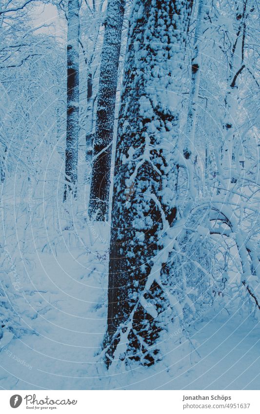 Winterwald Lanschaft mit Schnee Bäume Baumstamm Winterspaziergang Kälte Jahreszeiten Schneelandschaft Umwelt Menschenleer winterlich Natur Landschaft