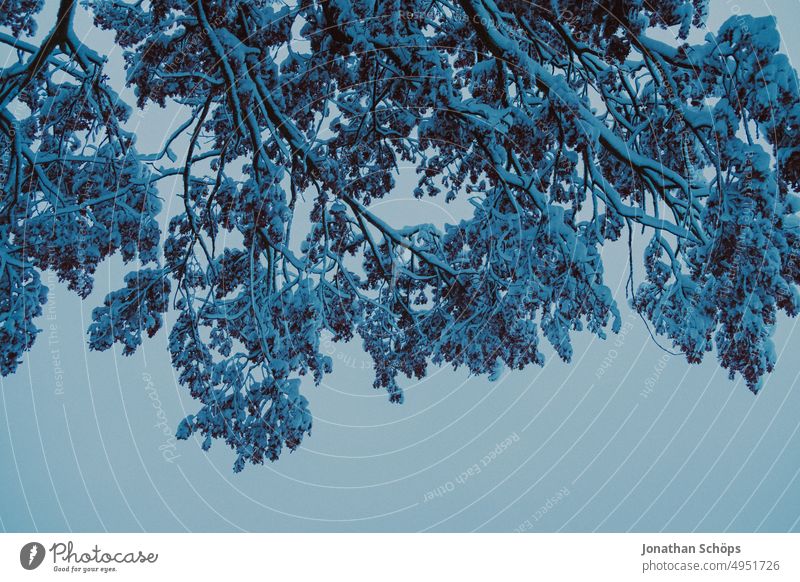 Zweige mit Schnee im Winterwald Winterspaziergang Kälte Jahreszeiten Bäume Schneelandschaft Umwelt Menschenleer winterlich Natur Landschaft Außenaufnahme