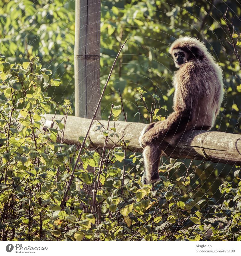 Guckst du! Wildtier Affen 1 Tier Blick sitzen braun grün Farbfoto Außenaufnahme Tag