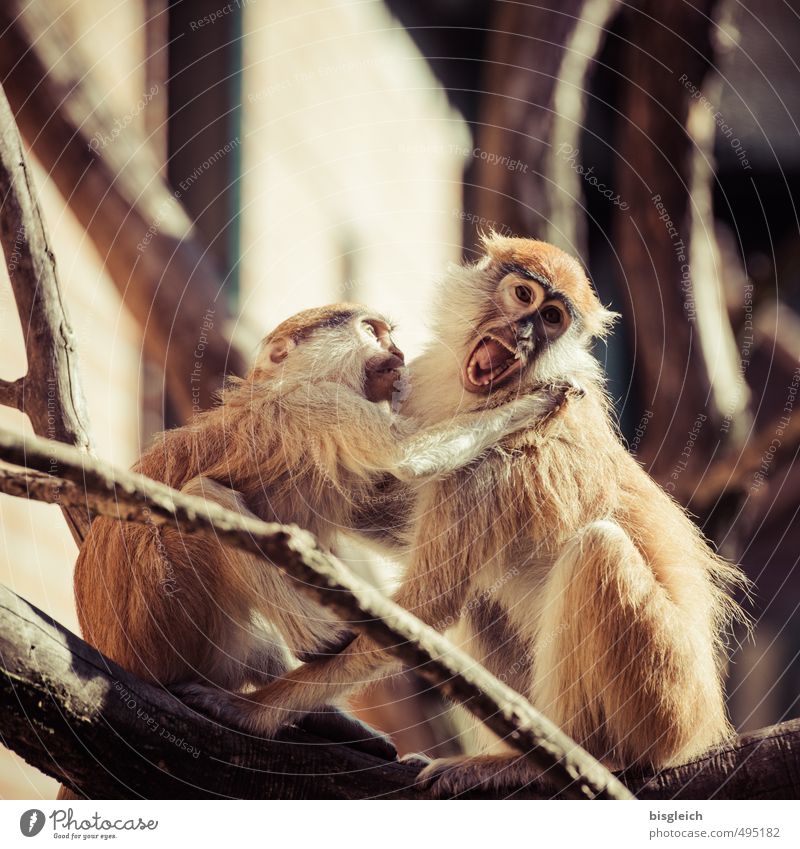 Aua! Tier Affen 2 schreien Konflikt & Streit Aggression wild braun Stress Wut Farbfoto Außenaufnahme Tag