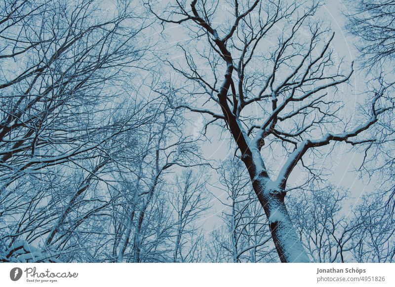 Winterwald Lanschaft mit Schnee Bäume Baumstamm Winterspaziergang Kälte Jahreszeiten Schneelandschaft Umwelt Menschenleer winterlich Natur Landschaft