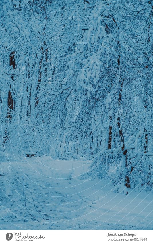 Winterwald Lanschaft mit Schnee Bäume Winterspaziergang Kälte Jahreszeiten Schneelandschaft Umwelt Menschenleer winterlich Natur Landschaft Außenaufnahme