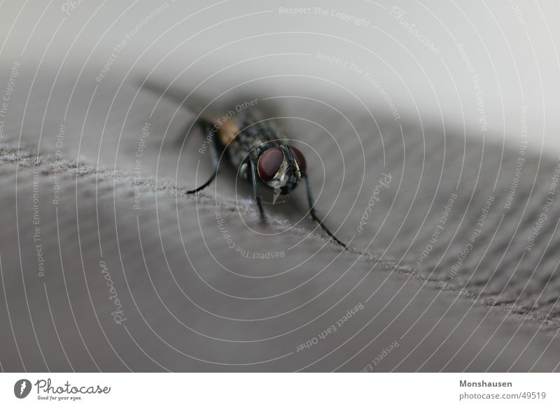 Auge in Auge mit Fliege Tier Insekt Nahaufnahme