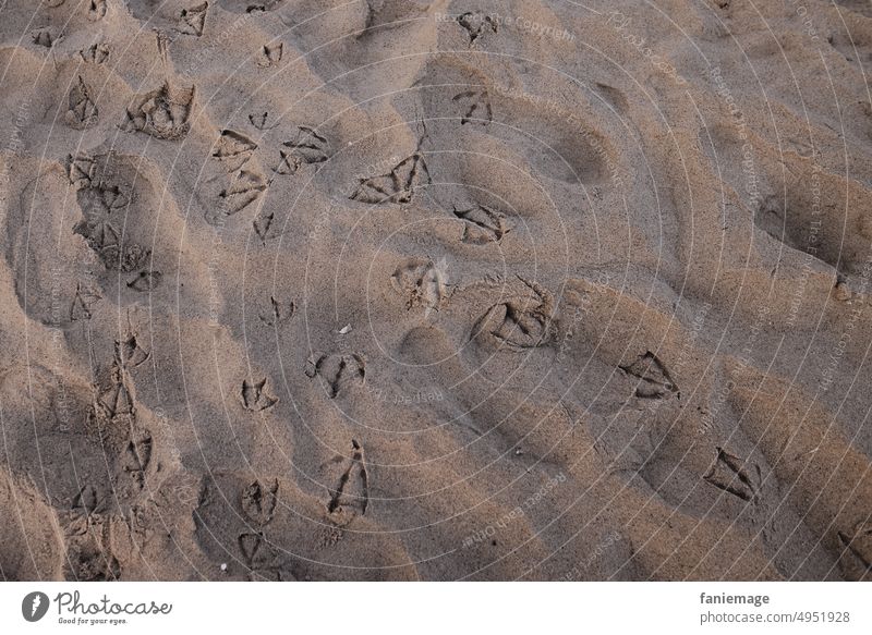 Spuren im Sand spuren Möwen füße Fußstapfen Fussspuren sandig Sommer Sommerurlaub sonnig warm Wärme Strand Fußspuren Küste Sandstrand Außenaufnahme Natur Meer
