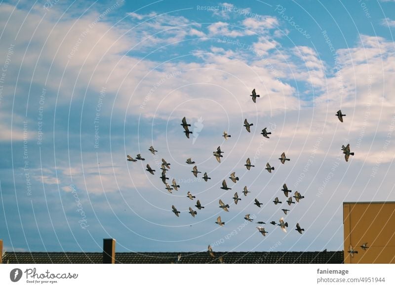 zweite Runde Taube Stadt fliegen Dächer Plattenbau Vögel Vogel Natur städtisch urban wolkig Wolken Tauben Flug Schwarm Vogelschwarm Sommer Sommerzeit Himmel