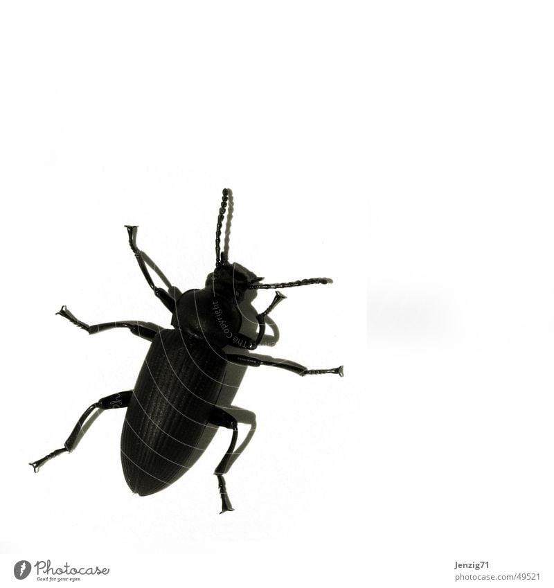 Black bug. schwarz Schiffsbug Insekt krabbeln Schädlinge Käfer schwarzer käfer black black bug Makroaufnahme