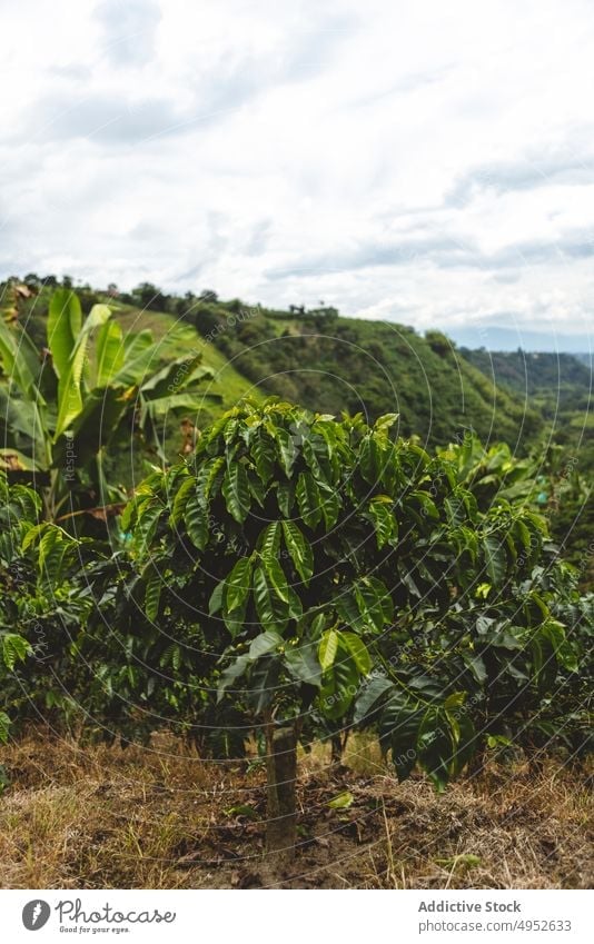 Kaffeeplantage auf einem Hügel mit Stufen Schonung Baum Ackerbau Pflanze Landschaft tropisch Hügelseite grün Natur organisch kultivieren frisch Bauernhof