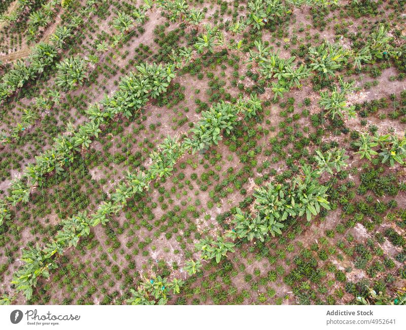 Kaffeebäume auf landwirtschaftlichen Plantagen Schonung Baum Ackerbau grün Reihe Pflanze Landschaft Natur kultivieren Wachstum Buchse Flora vegetieren Kultur