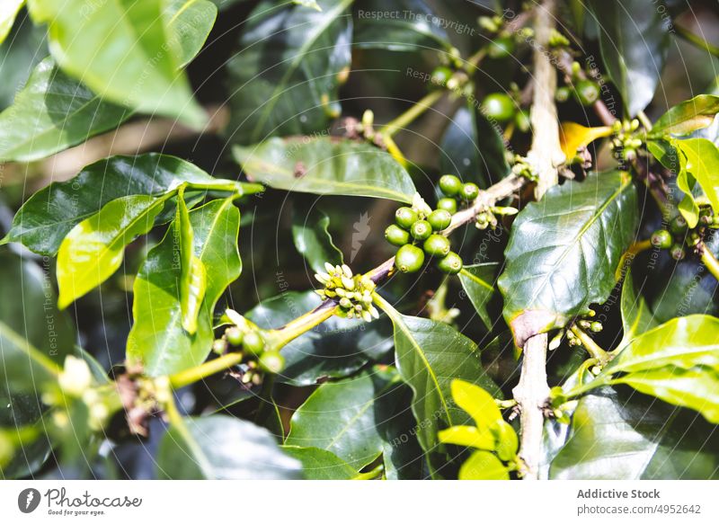 Grüne Kaffeebeeren am Zweig Beeren Frucht Baum Schonung Pflanze Ast Ackerbau grün unreif Ernte Natur organisch kultivieren frisch Bauernhof Wachstum Flora