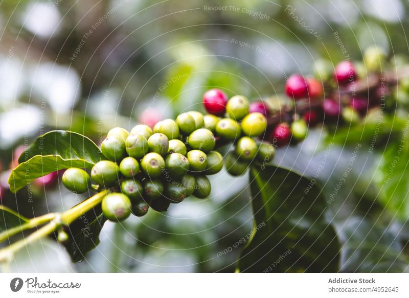 Zweige eines Kaffeebaums mit Früchten Baum Frucht Schonung Pflanze Ast Ackerbau reif Ernte grün Natur organisch kultivieren frisch Bauernhof Wachstum Flora