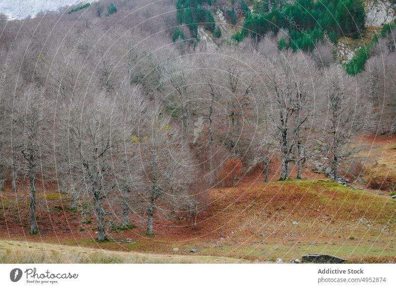 Wald mit Bäumen in Spanien Natur Wälder Waldgebiet Baum Pflanze nadelhaltig Herbst Flora laublos fallen wachsen vegetieren aragonisch Pyrenäen malerisch Wetter