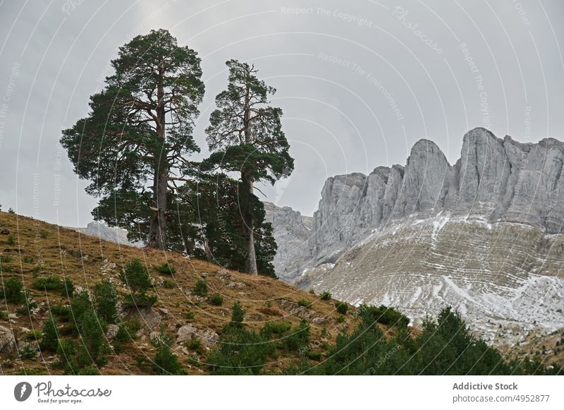 Wald in der Nähe felsiger Berge in Spanien Natur Wälder Baum Pflanze Berge u. Gebirge Felsen wachsen Reittier Berghang Flora vegetieren aragonisch Pyrenäen