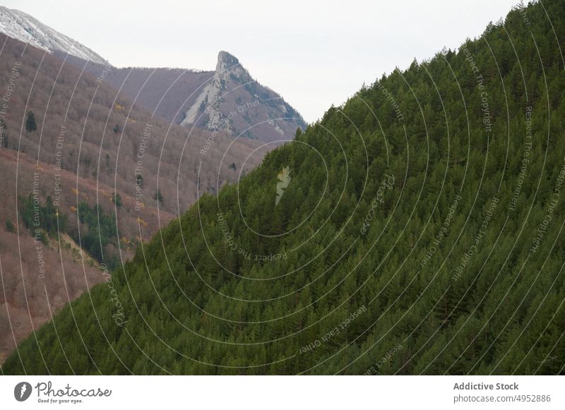 Wald in der Nähe von Bergen in Spanien Natur Wälder Waldgebiet Baum Pflanze nadelhaltig Berge u. Gebirge Hügel wachsen Flora vegetieren aragonisch Pyrenäen