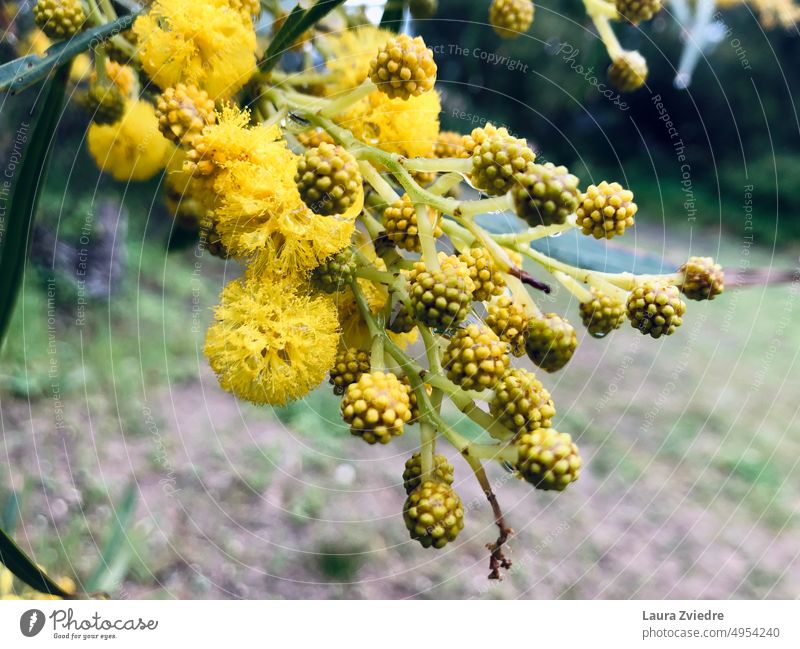Wasserflechtwerk im Regen Wassergeflecht Pflanze Regentropfen gelbe Blume gelbe Pflanze nass Nahaufnahme Wassertropfen Blüte Detailaufnahme Natur