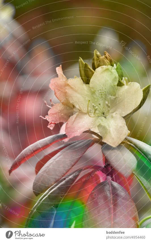Eine Rhododendronblüte mit Blättern im Farbenrausch, Focus auf die Blüte, Farben von oliv über cremfarben zu kräftig bunt, Hochformat Farbaufnahme