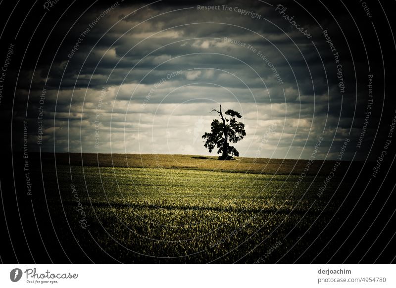 Ein einsamer Baum in weiter Flur steht alleine im Feld..Über ihm ist  eine starke Wolkenbildung. Außenaufnahme Farbfoto Natur Tag Menschenleer natürlich