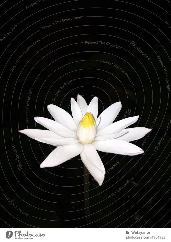 Weiße Lotosblume blüht bei Nacht Blume weiß Natur Blütezeit Pflanze Hintergrund Überstrahlung Blatt grün geblümt Botanik Schönheit Garten Nahaufnahme schön