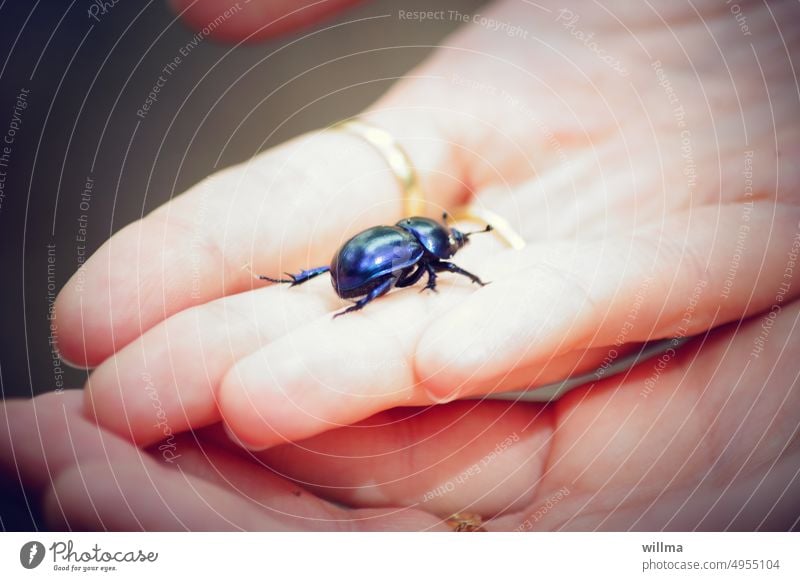 Die Errettung des blauen Waldmistkäfers, der ständig tolpatschig auf dem Rücken herumliegt Hand Finger schützen Käfer Anoplotrupes stercorosus schwarzblau