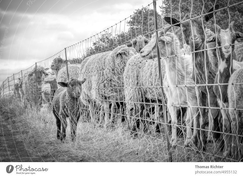 Junges Schaf ist ausgebüxt, steht nun vor dem Zaun neben der Herde und findet den Weg zurück nicht mehr. Andere Schafe und Ziegen schauen auf das kleine junge Schaf, können ihm aber nicht helfen.